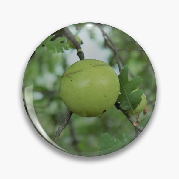 Item preview, Black Walnut Tree designed and sold by MangoSeeds.