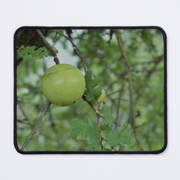 Item preview, Black Walnut Tree designed and sold by MangoSeeds.
