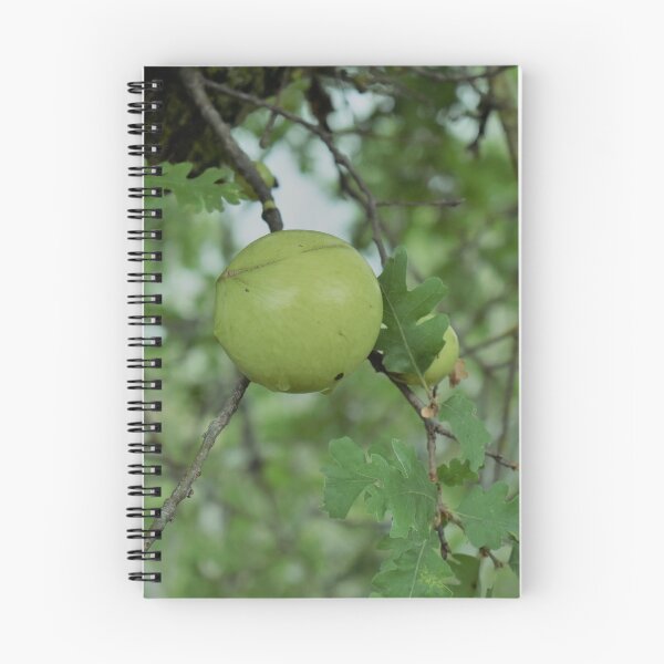 Item preview, Black Walnut Tree designed and sold by MangoSeeds.
