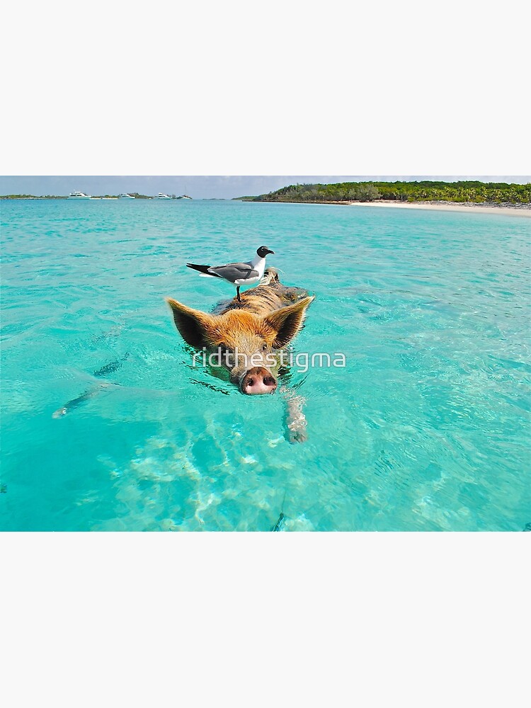 Disover Cool Pig Swimming with Bird on Beach Canvas
