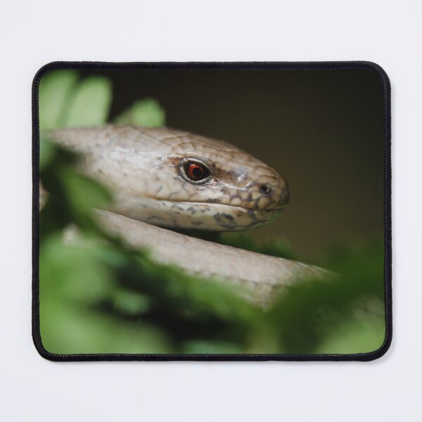 Item preview, Male Slow Worm (Anguis fragilis) designed and sold by Christian Moss.