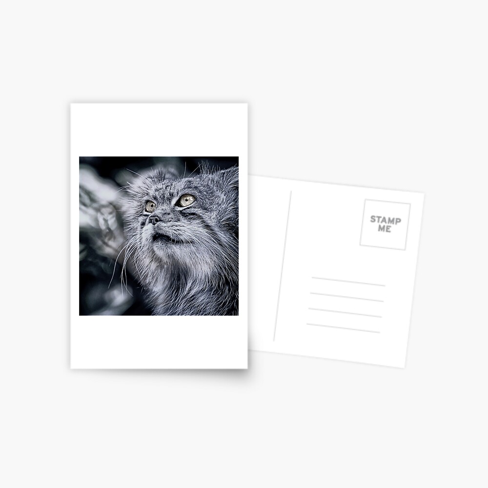 Item preview, Postcard designed and sold by Coigach.