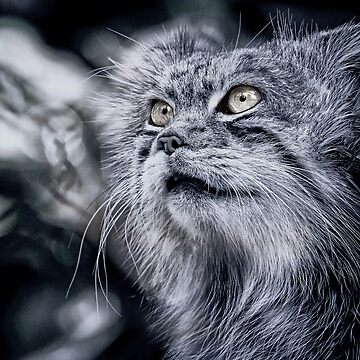 Artwork thumbnail, PORTRAIT: MANUL by Coigach
