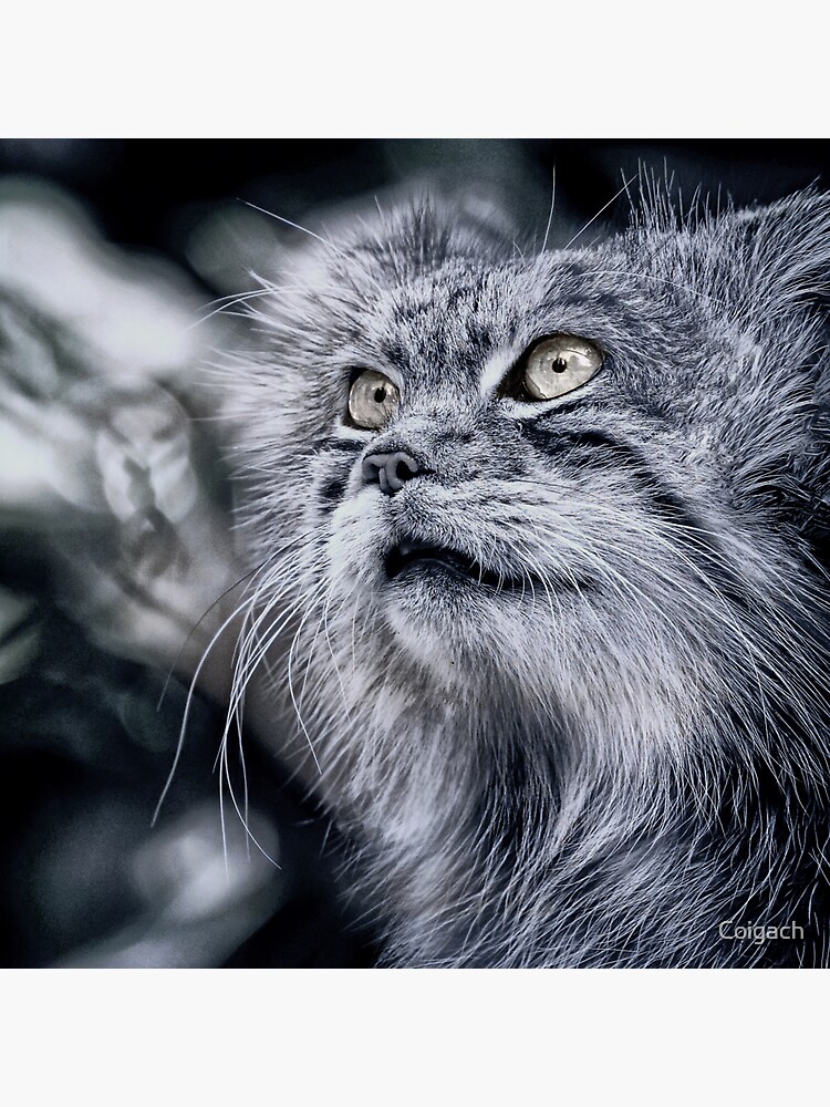 Thumbnail 3 of 3, Sticker, PORTRAIT: MANUL designed and sold by Coigach.