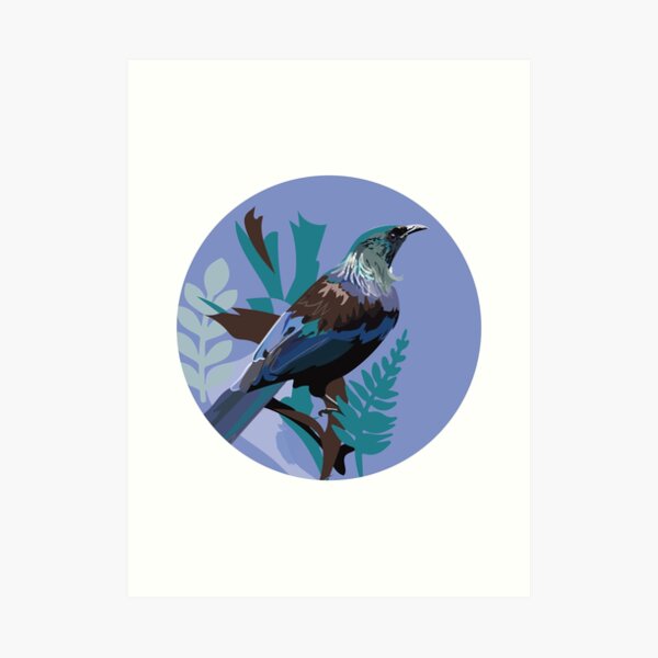 New Zealand Native Tui