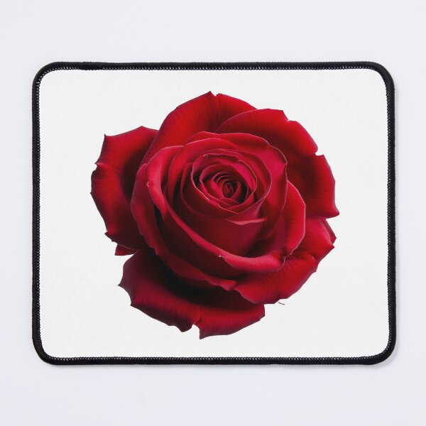 Item preview, "Crimson Bloom: A Single Rose in Full Glory" designed and sold by JAMESAMORN.