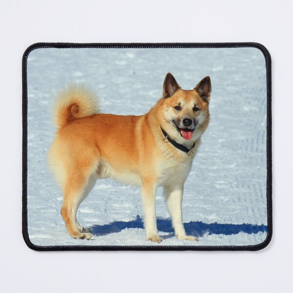 Item preview, IcelandicSheepdog20160201 designed and sold by JAMFoto.