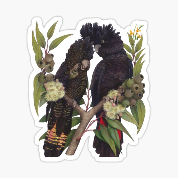 Item preview, Red-Tailed Black Cockatoo, Gumleaves and gumbuts print, Australian Bird wildlife / Bird Lovers men women kids  designed and sold by Taylor  ART.
