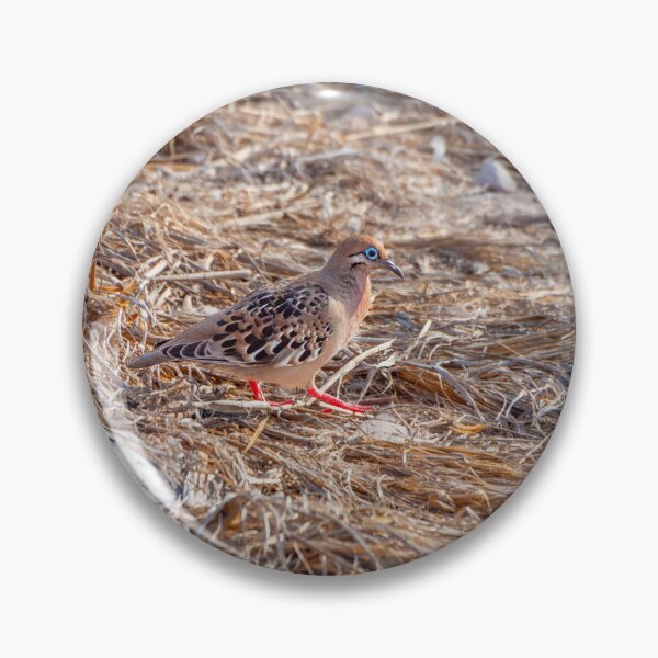 Item preview, Blue Eyed Galapagos Dove designed and sold by SafariByMarisa.