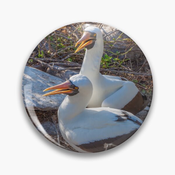 Item preview, Nesting Rookery in the Galapagos Islands designed and sold by SafariByMarisa.