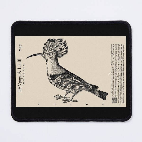Item preview, Hoopoe Bird 16th Century, Historia Animalium designed and sold by RocketshipRetro.