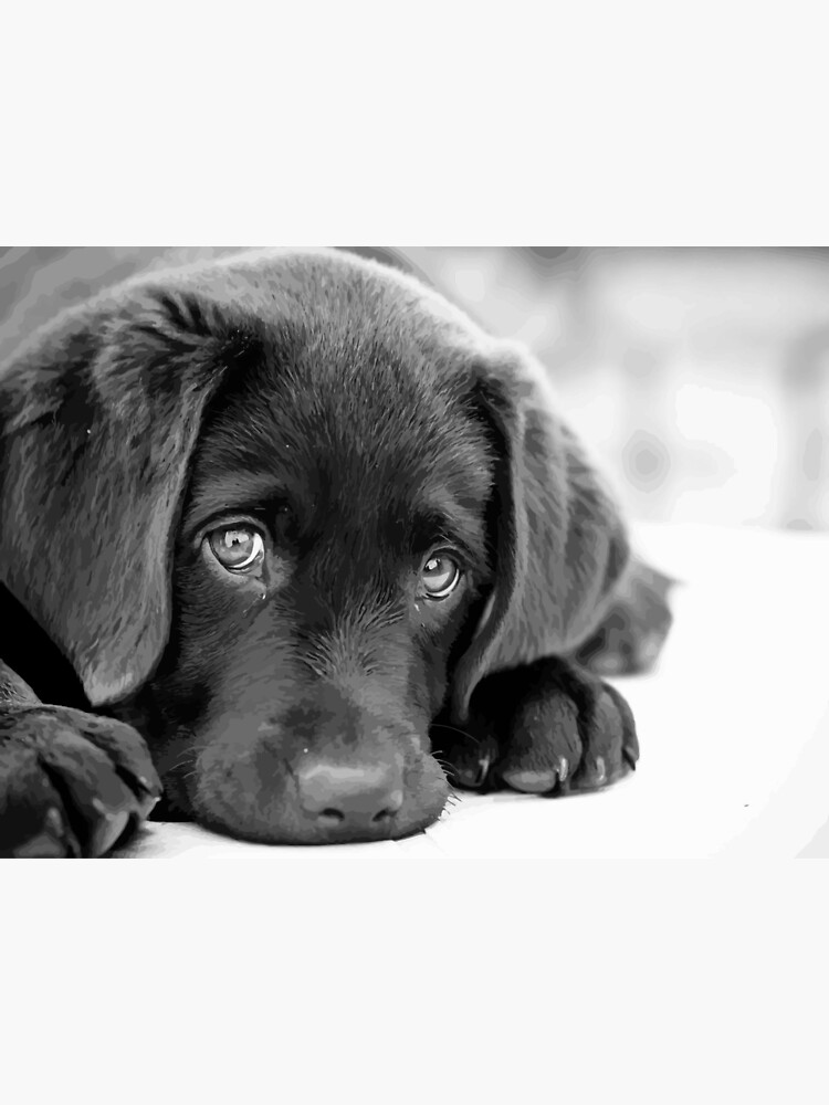 Poster for Sale avec l uvre Black Lab Puppy Chiot Labo