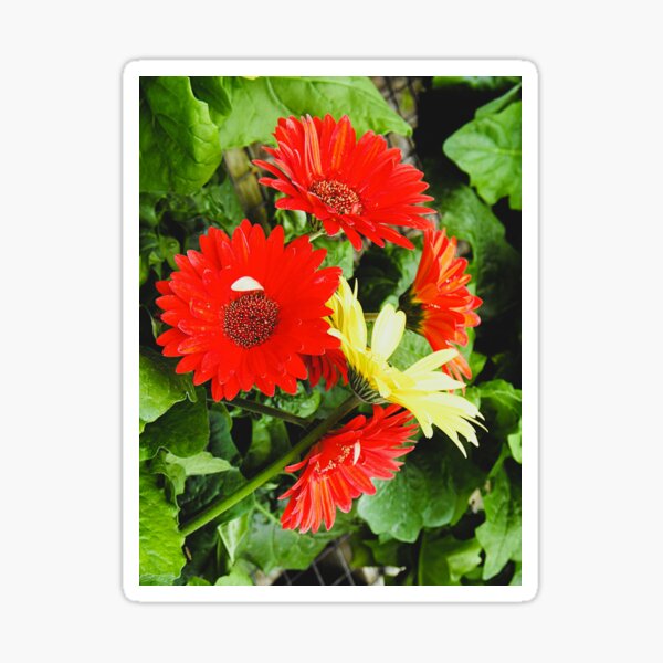 Item preview, Flowers of Beauty in Red and Yellow designed and sold by WHBPhotoArt.