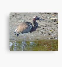 Tricolored Heron Canvas Print