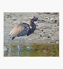 Tricolored Heron Photographic Print