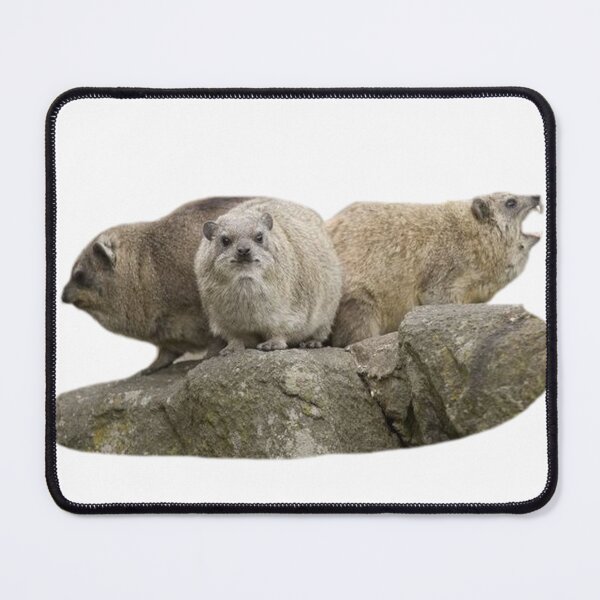 Item preview, Three rock hyrax  designed and sold by SillyLittleSnek.