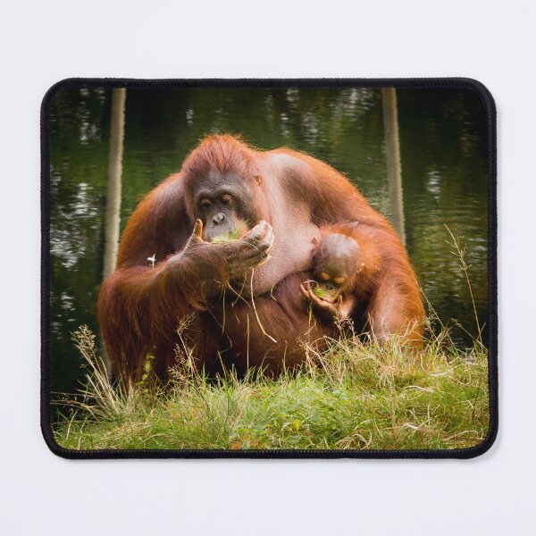 Item preview, Orangutan family eating grass designed and sold by CryptoLadyGabi.