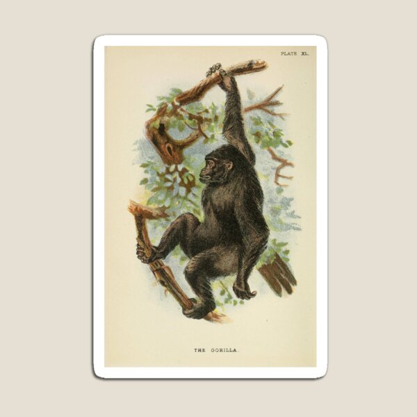 Item preview, The Gorilla designed and sold by Donkey's Salad.