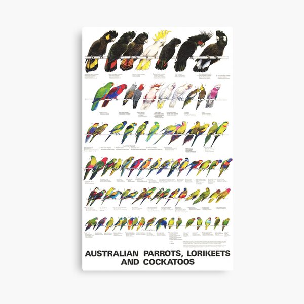 Item preview, Australian Parrots, Lorikeets and Cockatoos designed and sold by marcolando.