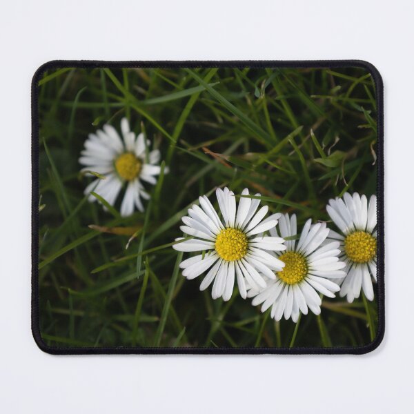 Item preview, Daisies designed and sold by Calidris Fotografie Steffi & Ben Köppler.