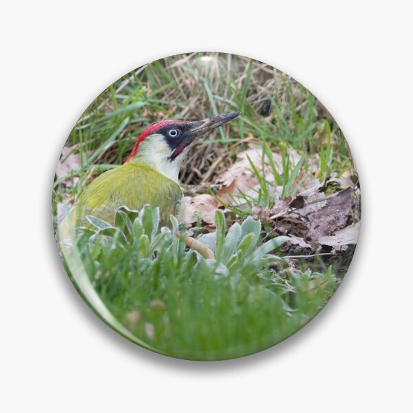 Item preview, European green woodpecker designed and sold by Calidris Fotografie Steffi & Ben Köppler.