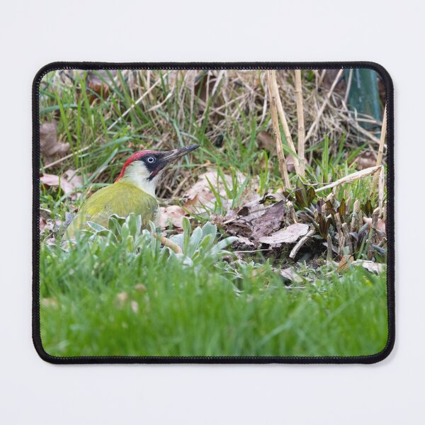 Item preview, European green woodpecker designed and sold by Calidris Fotografie Steffi & Ben Köppler.
