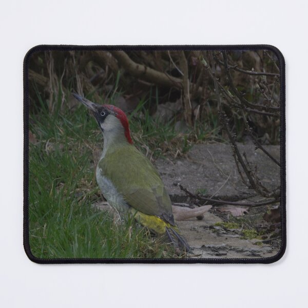 Item preview, European green woodpecker designed and sold by Calidris Fotografie Steffi & Ben Köppler.