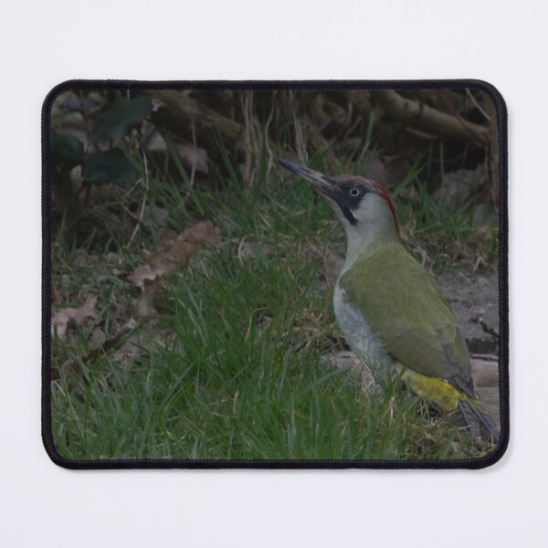 Item preview, European green woodpecker designed and sold by Calidris Fotografie Steffi & Ben Köppler.