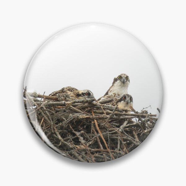 Item preview, Osprey mom with 2 chicks designed and sold by locustgirl.