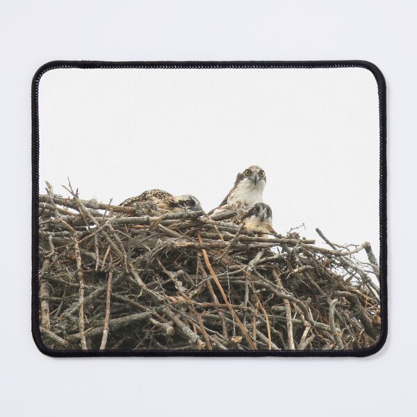 Item preview, Osprey mom with 2 chicks designed and sold by locustgirl.