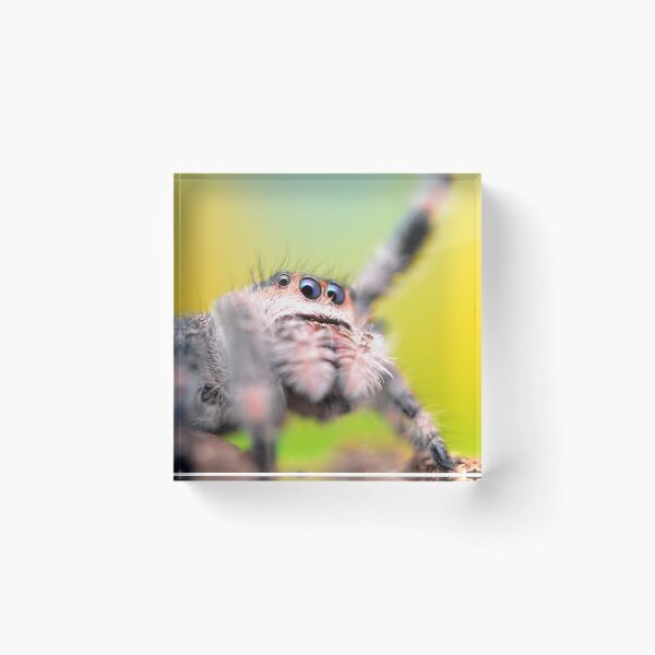 Item preview, Cute Jumping spider waving (Phidippus regius) designed and sold by SharpSpoods.