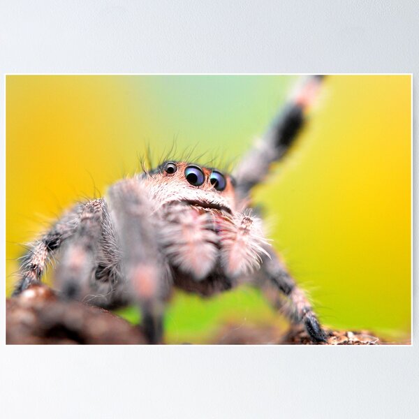 Item preview, Cute Jumping spider waving (Phidippus regius) designed and sold by SharpSpoods.