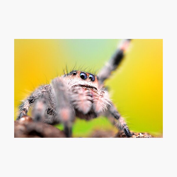 Item preview, Cute Jumping spider waving (Phidippus regius) designed and sold by SharpSpoods.