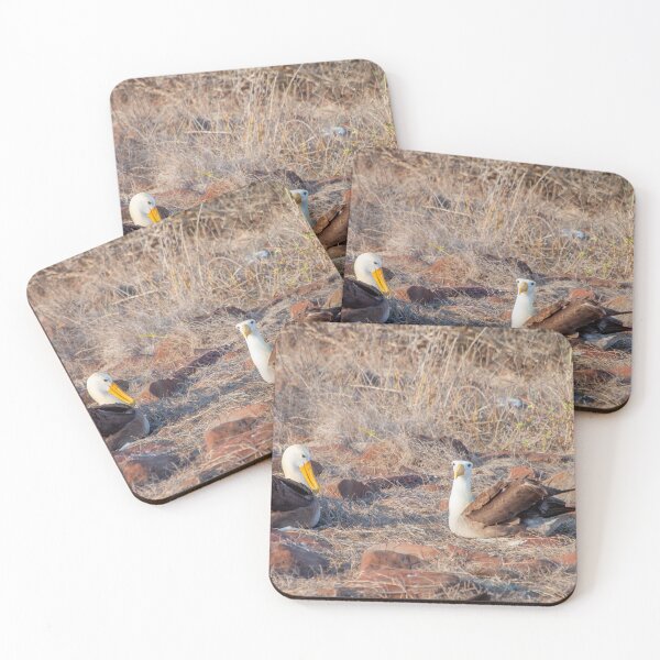 Item preview, Waved Albatross Nesting designed and sold by SafariByMarisa.