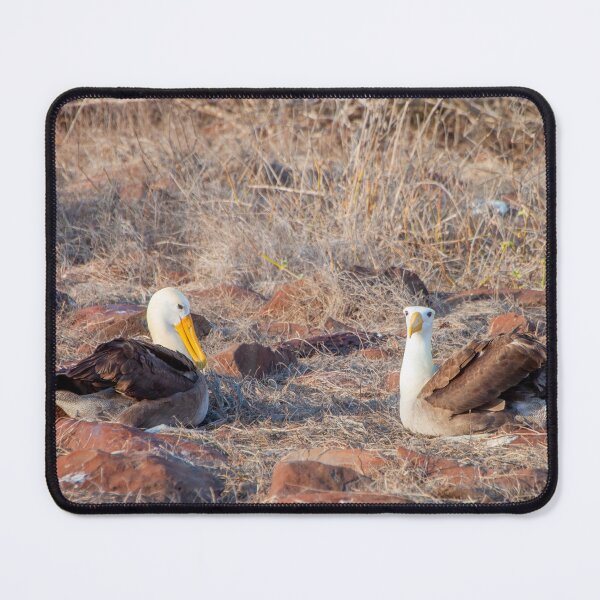 Item preview, Waved Albatross Nesting designed and sold by SafariByMarisa.