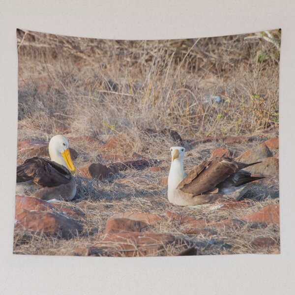 Item preview, Waved Albatross Nesting designed and sold by SafariByMarisa.