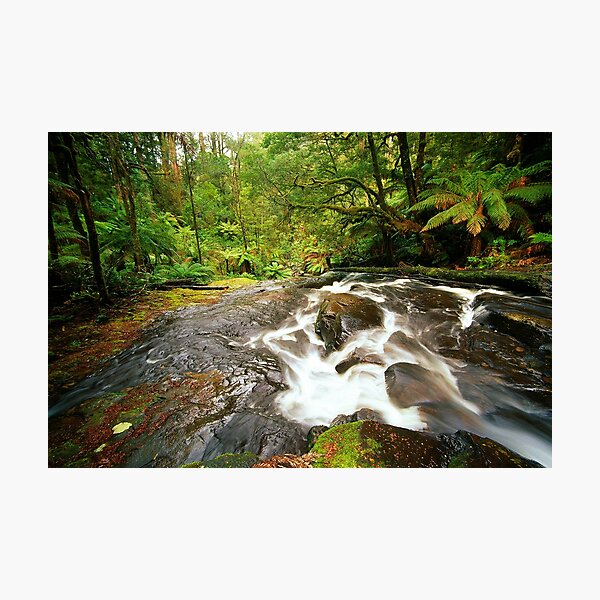 Rainforest Stream, The Otways Photographic Print