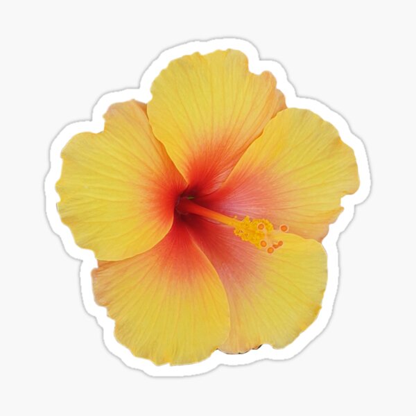 Item preview, Yellow Hibiscus Flower Print designed and sold by designs delight.