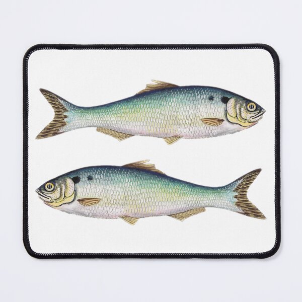 Item preview, Sardine Fish Print designed and sold by designs delight.