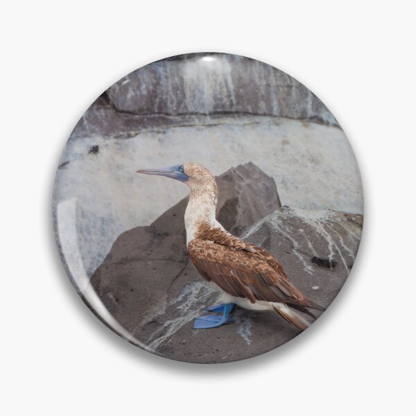 Item preview, Blue Footed Bird Perched on Rock designed and sold by SafariByMarisa.