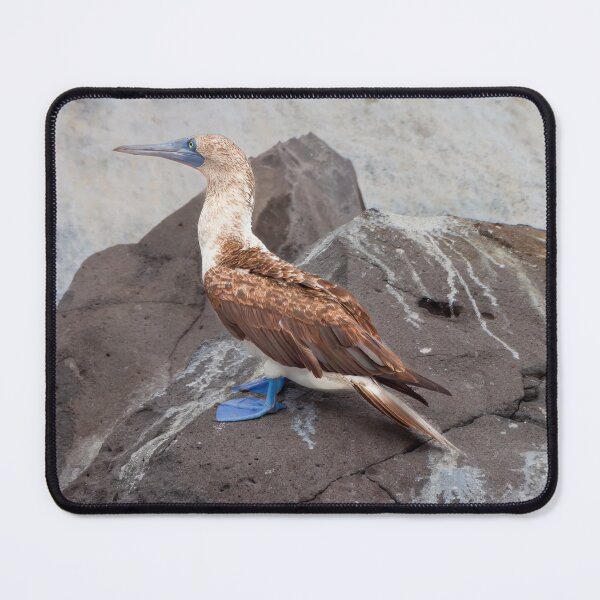 Item preview, Blue Footed Bird Perched on Rock designed and sold by SafariByMarisa.