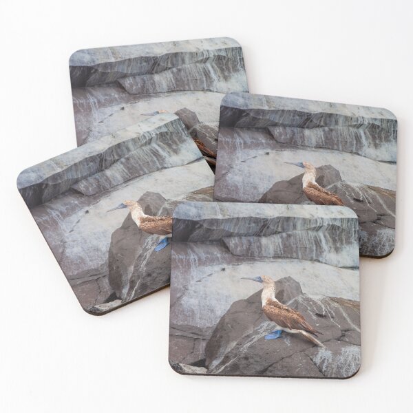 Item preview, Blue Footed Bird Perched on Rock designed and sold by SafariByMarisa.