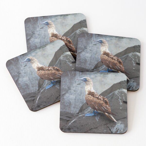Item preview, Close Up Blue Footed Bird designed and sold by SafariByMarisa.