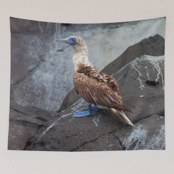 Item preview, Close Up Blue Footed Bird designed and sold by SafariByMarisa.
