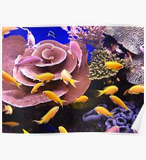 At the Aquarium in Eilat Poster
