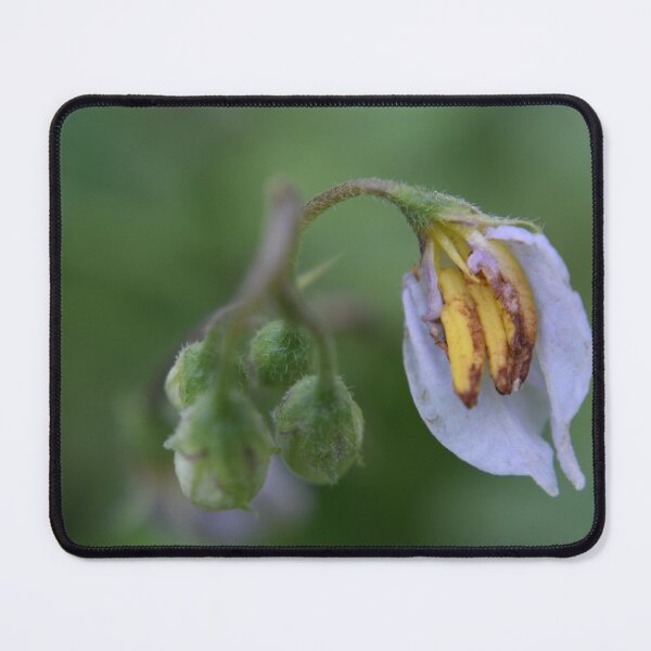 Item preview, Carolina horsenettle designed and sold by Tonia Delozier's Photography .