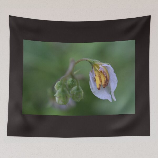 Item preview, Carolina horsenettle designed and sold by Tonia Delozier's Photography .