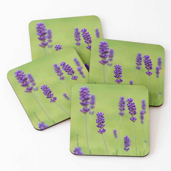 Item preview, Lavender flowers in a garden designed and sold by ADCImages.