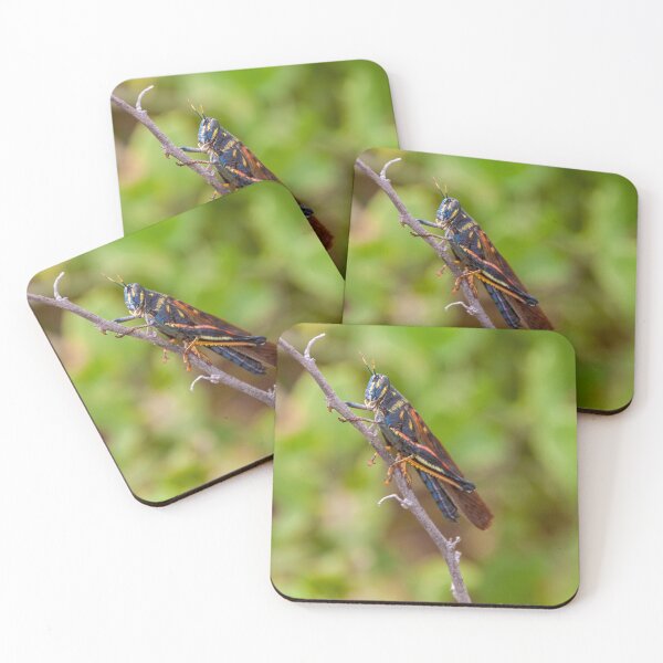 Item preview, Colorful Painted Locust designed and sold by SafariByMarisa.
