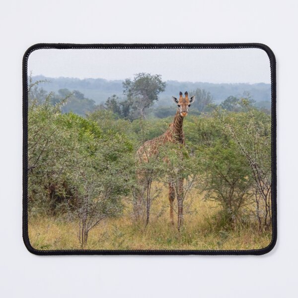 Item preview, Young Giraffe Among Acacia Trees designed and sold by SafariByMarisa.